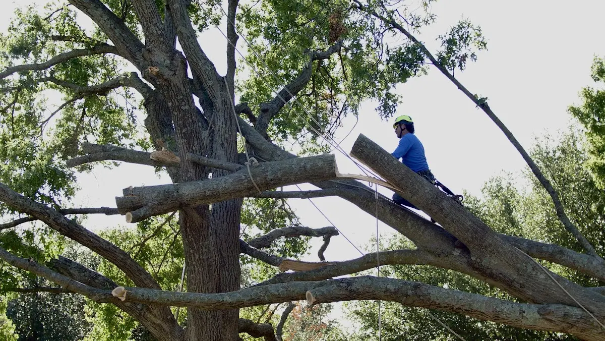 Professional Hazardous Tree Removal performed by certified arborists in Garland