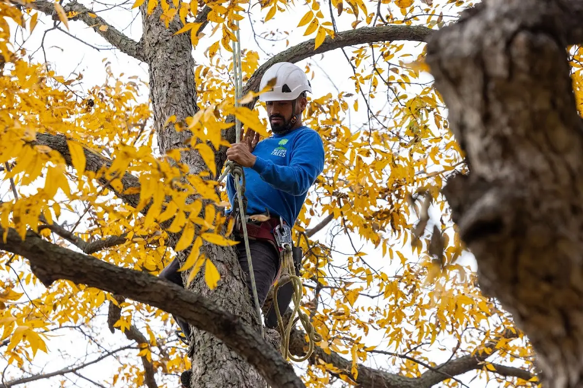 Skilled Storm Damage Cleanup crew working in Garland