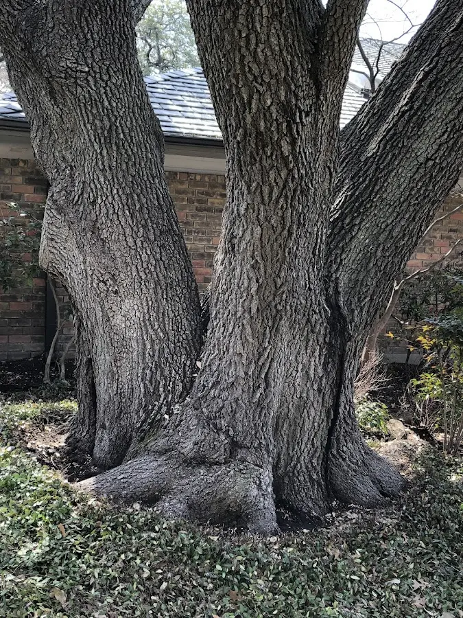 Mature heritage tree close to a Garland property cared for by certified arborists